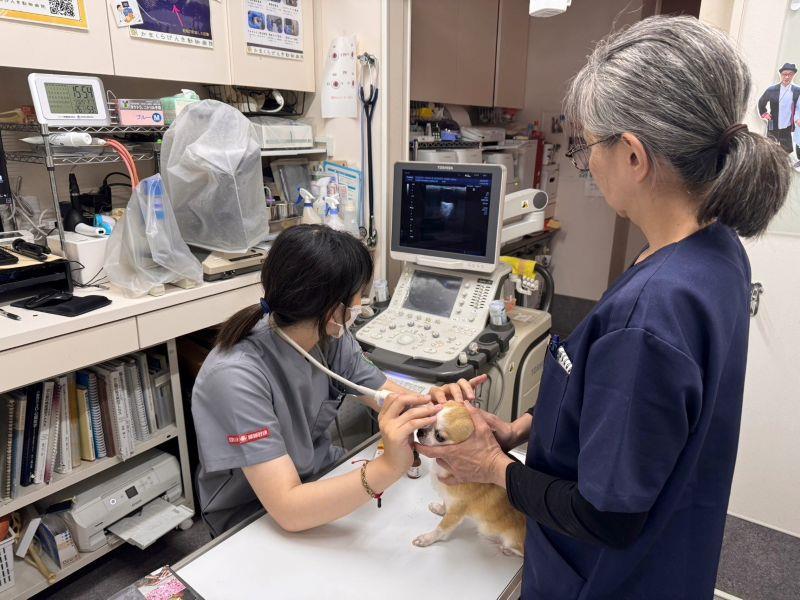 強化寵物中獸醫臨床治療知能 嘉大獸醫系薦送學生赴日臨床實習